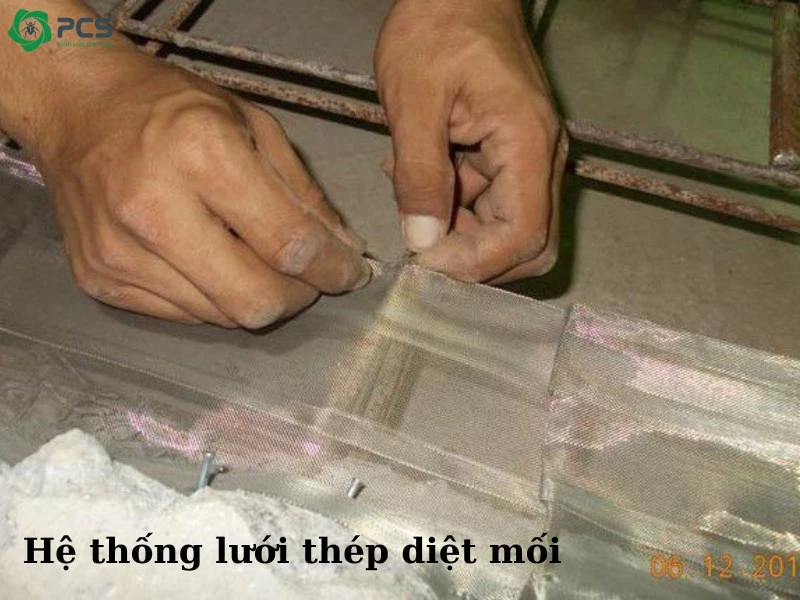 Tự diệt mối tại nhà